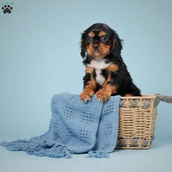 Logan, Cavalier King Charles Spaniel Puppy